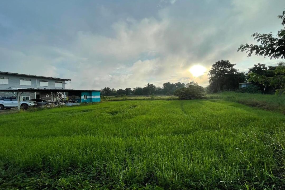 Photo of Others in Nong Bua