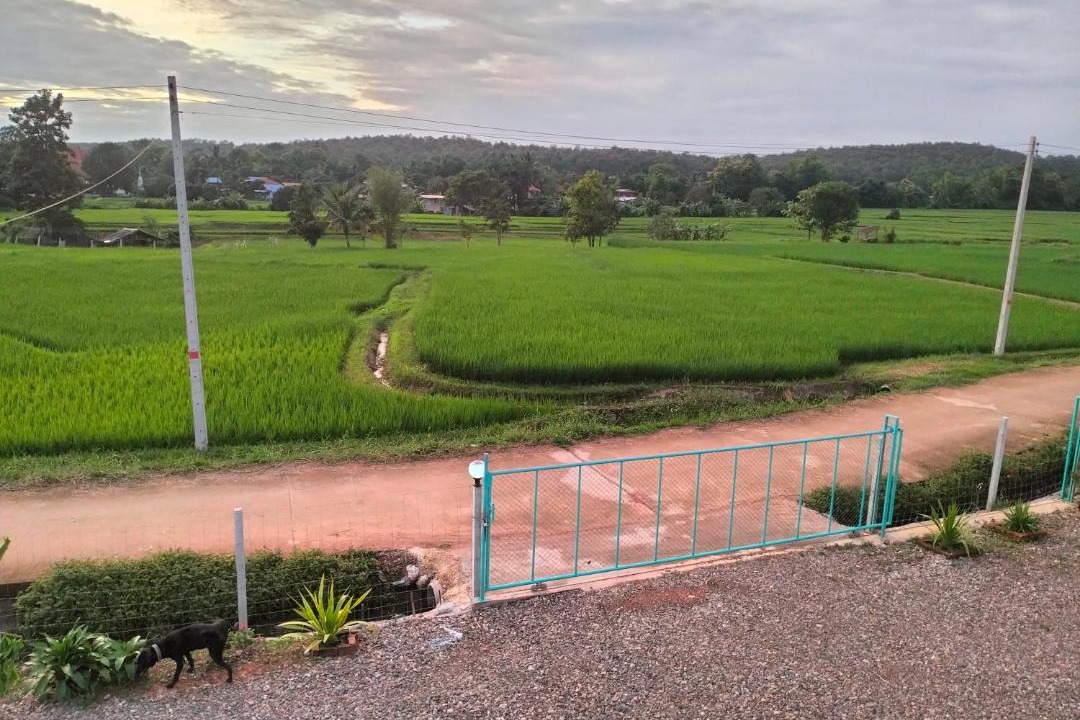Photo of Others in Pua