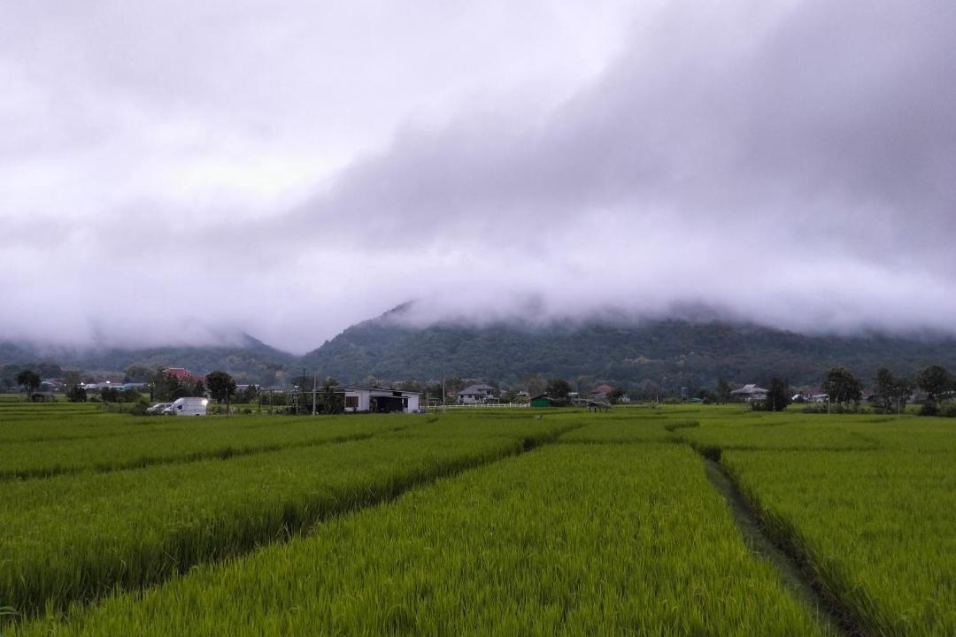 Photo of Others in Pua