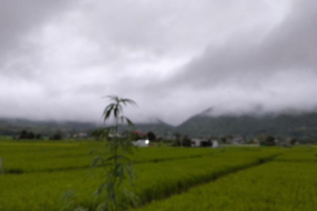 Photo of Others in Pua