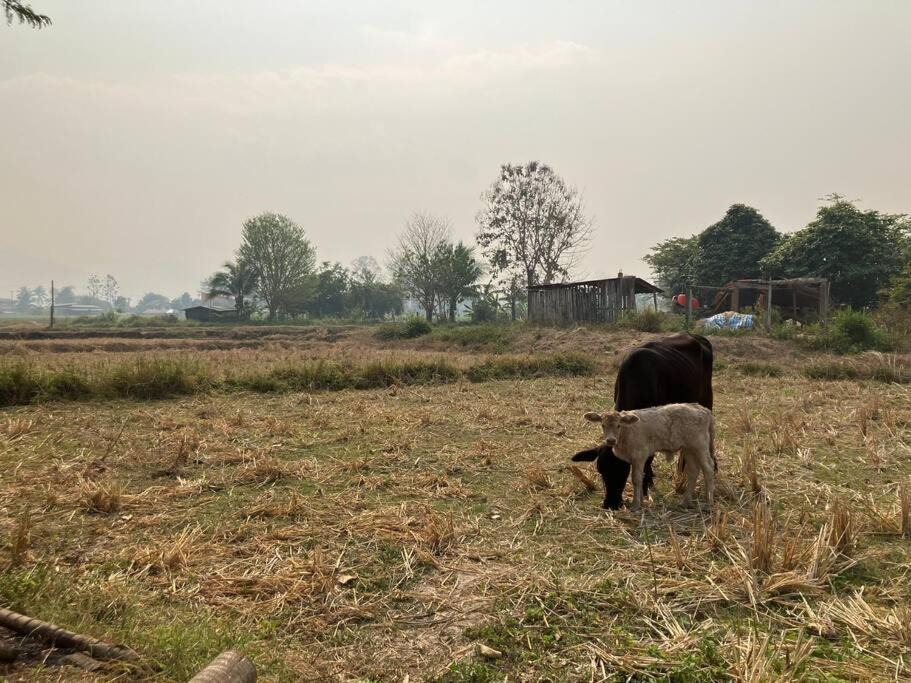 Photo of Others in Pua