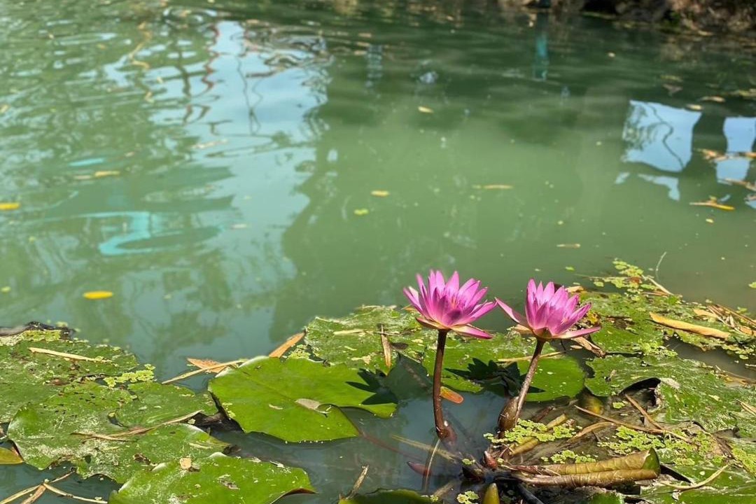 Photo of Others in San Kamphaeng