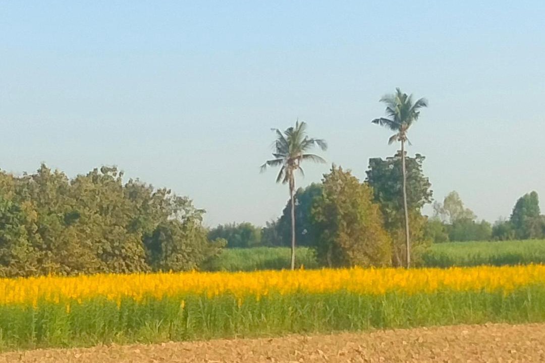 Photo of Others in Sukhothai