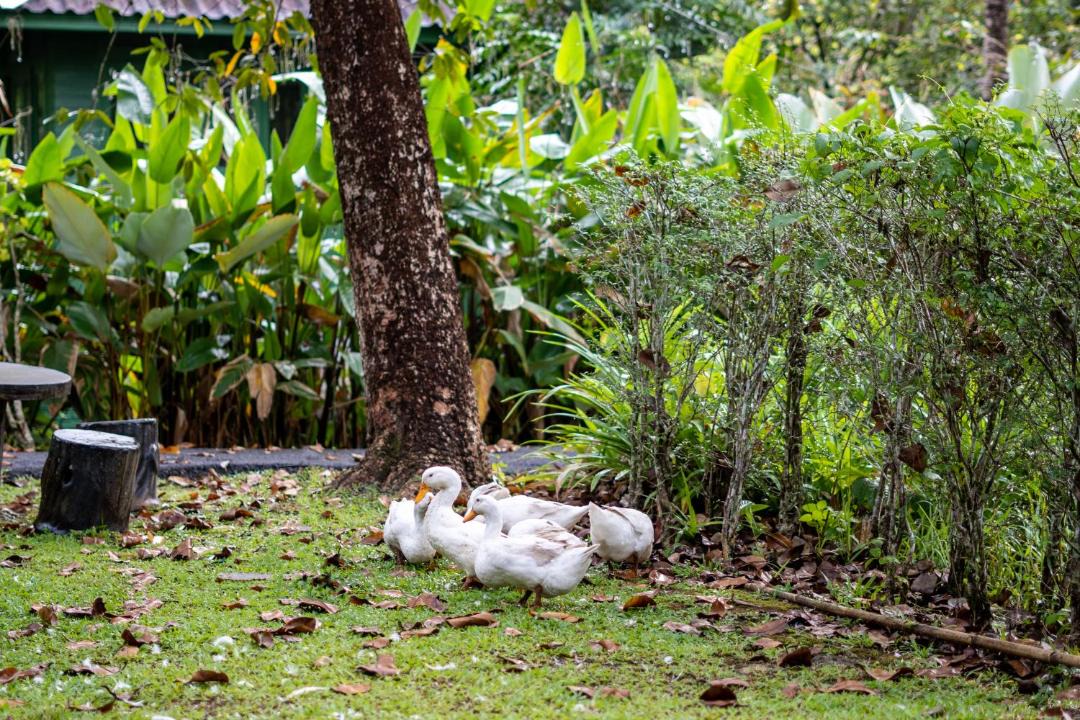 Photo of Others in Krabi