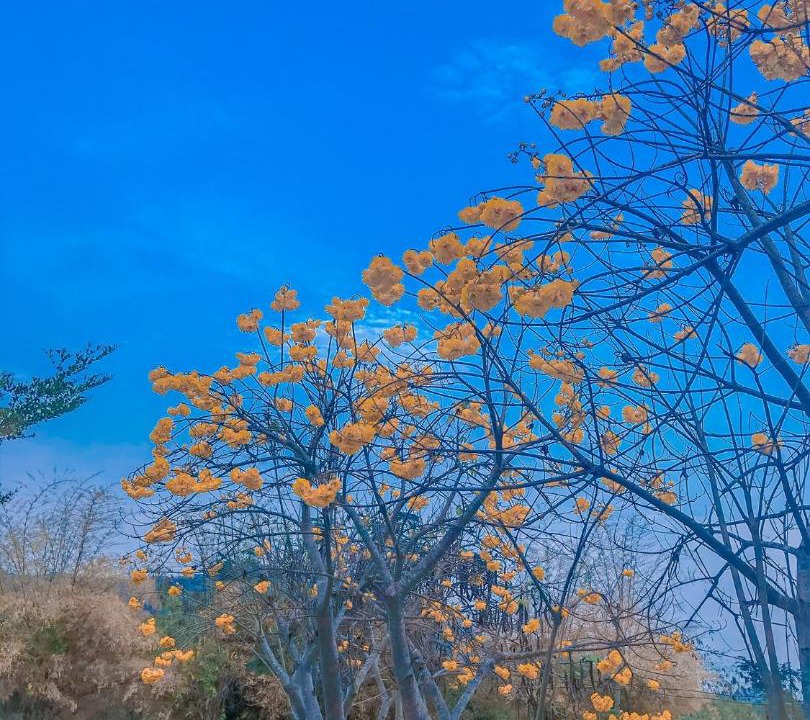 Photo of Others in Song Phi Nong
