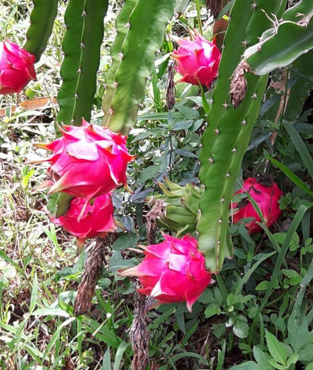 Photo of Others in Mae Tha
