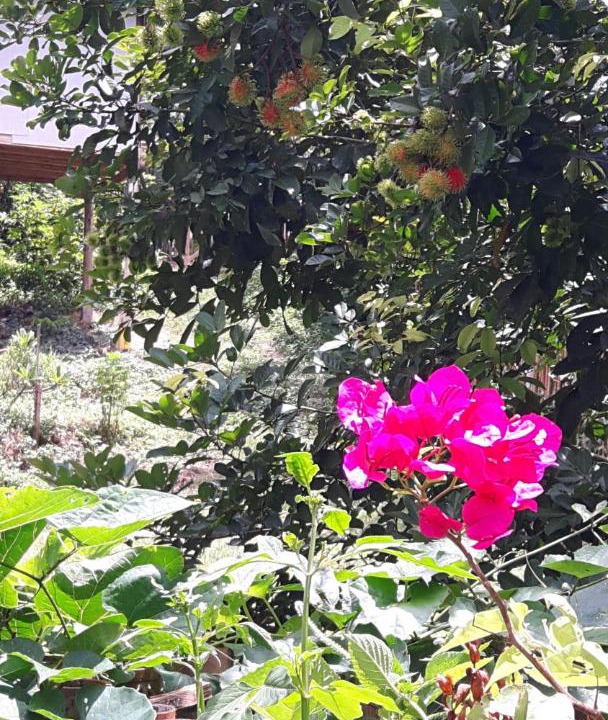 Photo of Others in Mae Tha