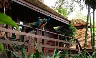 Photo of Others in Mae Rim