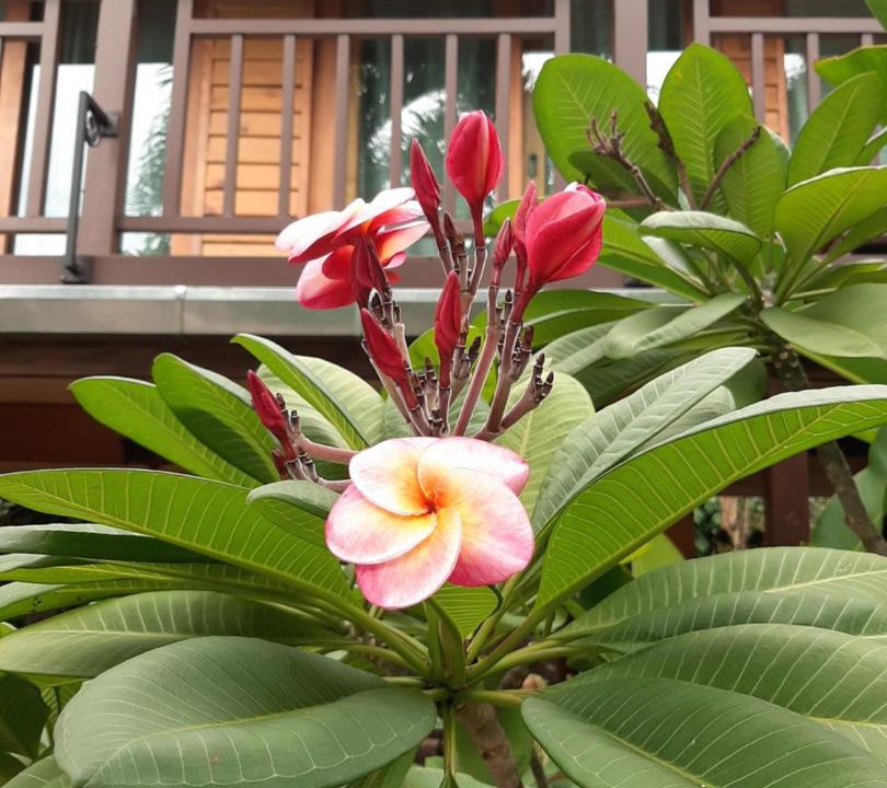 Photo of Others in Chiang Mai