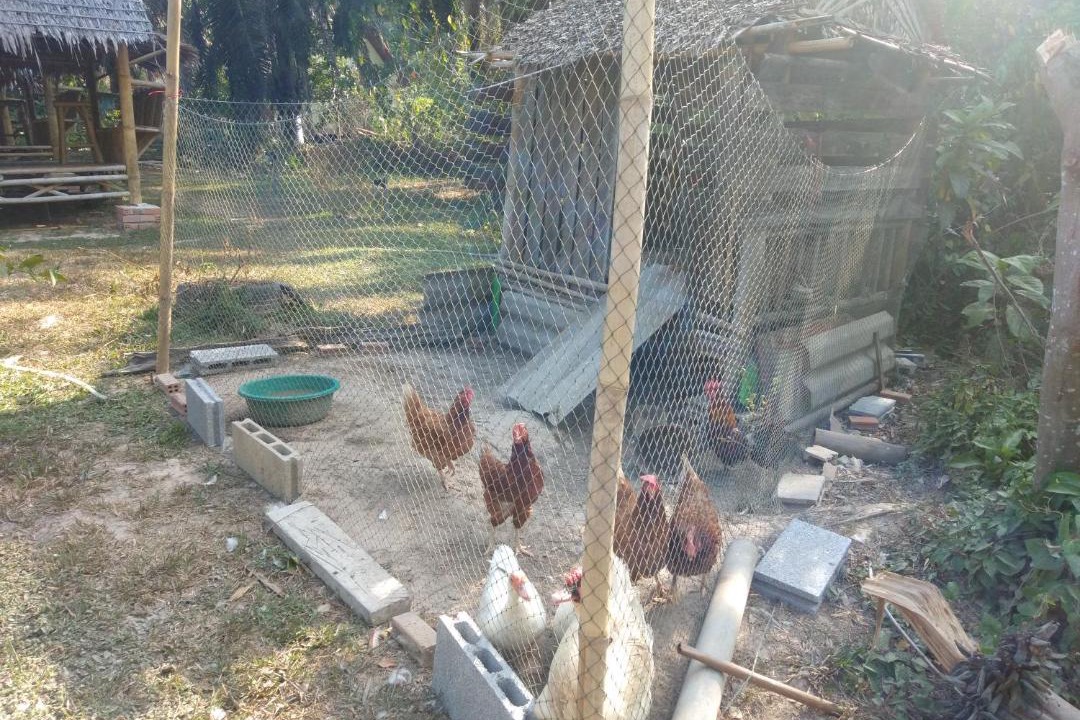 Photo of Others in Krabi