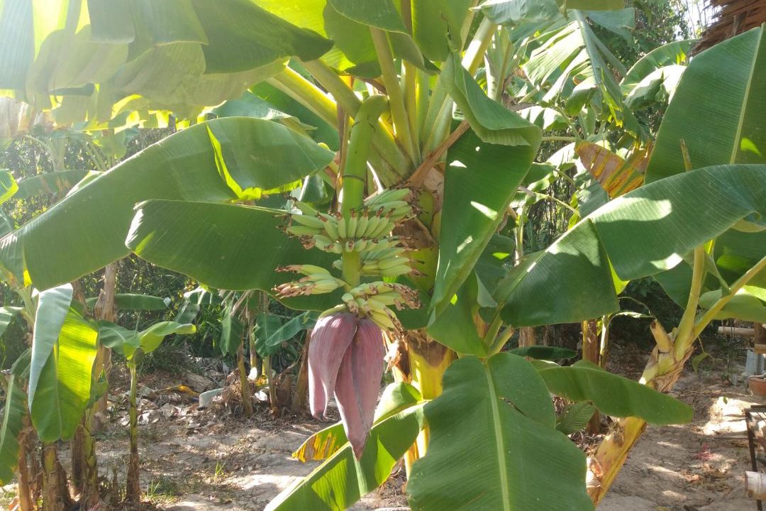 Photo of Outdoor in Krabi