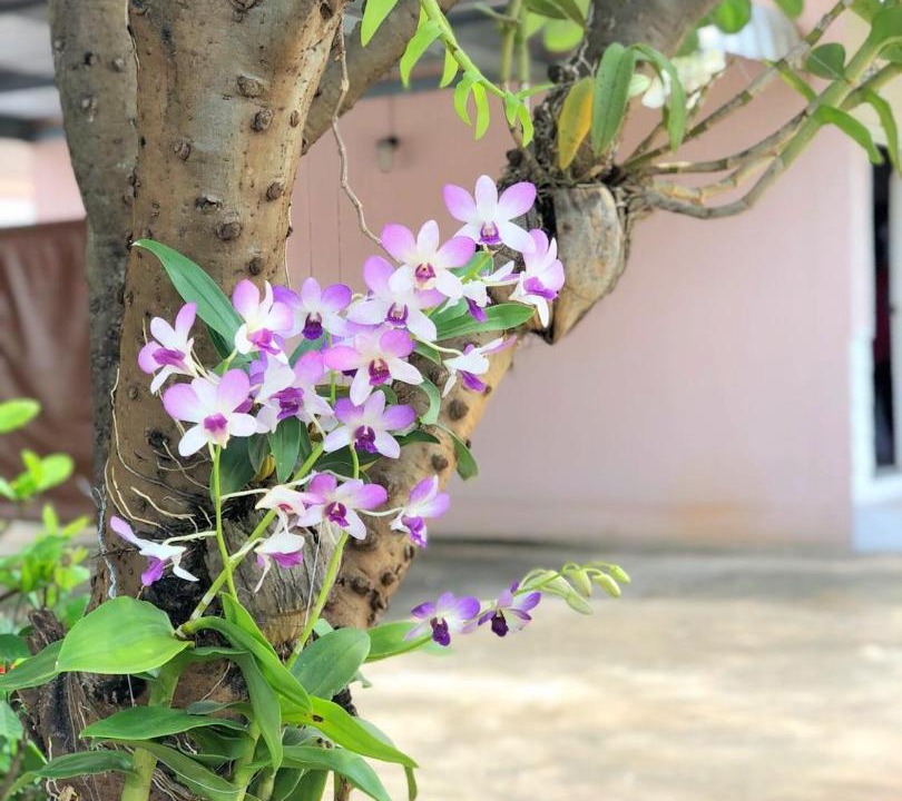Photo of Others in Kamphaeng Phet