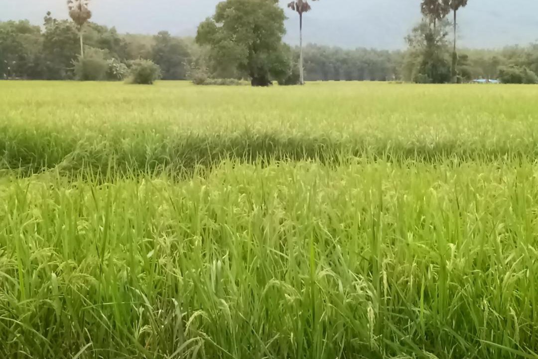Photo of Others in Lan Saka