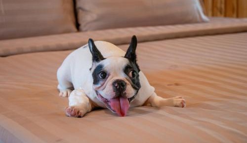 Deluxe Villa Pet Friendly