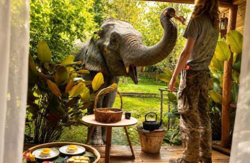 Mae Wang Resort | 3 Pok Maewang jinxiang Gold elephant park
