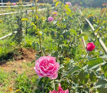 Kao Cha Kan Resort | Sonne resort ซอนเนอ รีสอร์ต