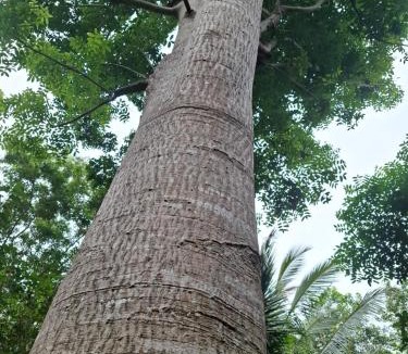 Mae Nam Resort | Bang Po Garden