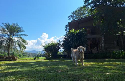 Mae Hi House | NichahomePai