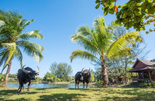 Khao Lak Resort | ThaiLife Wellness & Meditation Resort- SHA Plus