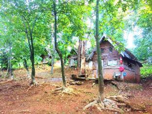 Pangmapha Hotel | Jungle guest house