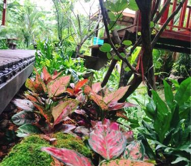 Bang Kobua House | 88 Homestay