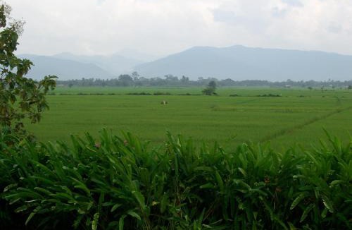 Chiang Kham Resort | Rico Resort