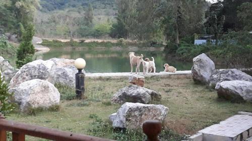 Kaeng Krachan Resort | Baanraisooksangchan