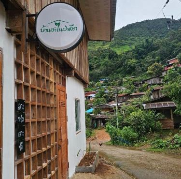 Tea house in the jungle บ้านชาในป่าลึก in Chiang Klang